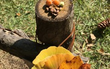 Sang tận Hàn để chụp ảnh cây lá vàng sống ảo, khách Việt ngỡ ngàng vì mùi lạ dưới gốc cây