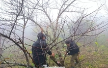 Đổ xô lên núi săn đào đá về bán Tết