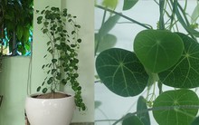 3 loại cây “hút” tài lộc, nên đặt trong nhà năm Bính Ngọ