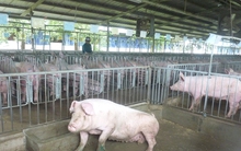 Giá heo hơi hôm nay, 7-2: Bất ngờ với giá thịt heo 1 tuần trước Tết