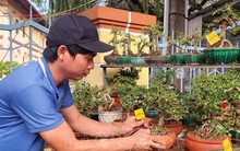 Hoa Tết vào vụ, chợ hoa xuân rộn ràng