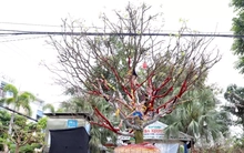 Cây mai trăm tuổi giá hơn 3 tỷ đồng ở An Giang