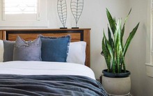 3 loại cây "sinh vượng khí" nên đặt trong phòng ngủ năm Bính Ngọ