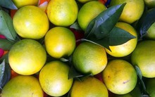 Đặt 2 loại quả này trong phòng ngủ và bạn sẽ nhận thấy điều kỳ diệu xảy ra với cơ thể