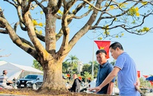 Ngắm cây mai được trả giá hơn 1 tỉ đồng, chủ nhân chưa muốn bán