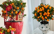 Vị trí "đại kỵ" khi đặt cây quất, cành đào ngày Tết khiến tài lộc đội nón ra đi, gia chủ nghèo đi trông thấy mà không hiểu lý do