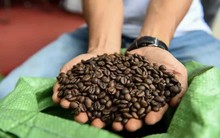 Giá cà phê lùi về vùng thấp nhất trong vòng 6 tháng