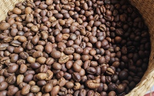 Giá cà phê hôm nay 1-3: Giữ giá tốt, là nhà cung cấp số 2 cho Hàn Quốc