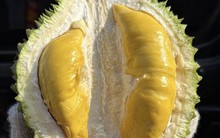 Giá sầu riêng Musang King rẻ đến bất ngờ