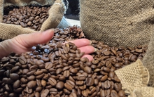 Giá cà phê hôm nay 11-3: Đồng loạt giảm giá, Indonesia sắp bước vào thu hoạch