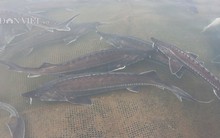 Lão nông Đắk Nông thu 1,8 tỷ đồng từ nuôi loài 'thủy quái' râu dài, không xương, không vảy