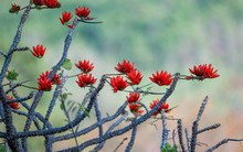 Tháng 3, giới trẻ đổ về núi Bà Đen “săn” ảnh hoa vông nem đỏ rực