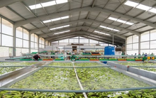 Sau gạo, một loại ‘siêu trái cây’ xuất khẩu gặp khó: Hàng nghìn container phải quay đầu, Nga, châu Âu đang nhập rất nhiều