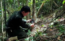 Chim quý sà xuống ngay trước mặt, đuổi cũng không đi, chuyên gia Việt Nam khẳng định: "Đây là tin cực vui"