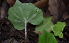 Việt Nam sở hữu "báu vật dược liệu" kỳ lạ, hiếm có như lá diêu bông