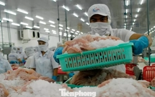 Một số doanh nghiệp thủy sản tạm dừng xuất khẩu Trung Đông