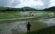 'Ông trùm' xuất khẩu gạo lớn nhất thế giới tiếp tục đón sóng gió
