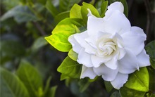 Hoa Dành Dành là hoa gì mà gây sốt mạng xã hội?