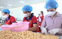 Ngành điều Việt Nam hướng tới giữ vững đà tăng trưởng sau năm kỷ lục