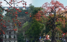 Ngắm "cụ gạo" trăm tuổi rực rỡ góc trời Hà Nội: Ký ức tuổi thơ quen thuộc của bao thế hệ mỗi độ tháng 3 về