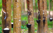 Bất chấp chiến sự Trung Đông, một cổ phiếu tăng trần 18 phiên liên tục