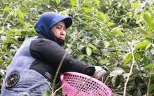 Thủ phủ nhót ở Hà Nội mất mùa, rớt giá