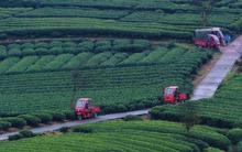 Lạc vào phiên chợ lạ kỳ nhất tháng 4: Hàng ngàn "chiếc lá sen" biết chạy trên phố để đổi chác lúc 1 giờ chiều