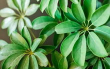 3 loại cây đặc biệt phù hợp với tuổi 40 trở lên: Biết trồng thì thể chất và tinh thần đều đi lên