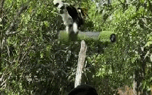 Cảnh tượng phượng hoàng xuất hiện giữa trời Việt Nam: Nhiều người trầm trồ không tin vào mắt mình