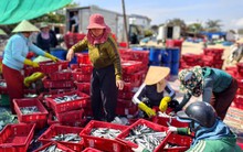 Đầu năm trúng 'lộc biển', ngư dân Quảng Ngãi bỏ túi bạc triệu sau 1 đêm ra khơi