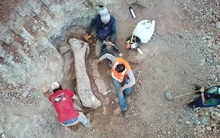 Quái vật dài 20 m "trỗi dậy" giữa công trình đường sắt