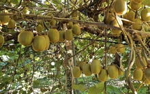 Ung thư rất “sợ” 6 loại quả này, dễ kiếm ở Việt Nam nhưng không phải ai cũng biết tận dụng