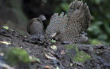 "Báu vật sống" ở khu rừng lớn nhất Nghệ An: Quý như vàng, đẹp như chim công