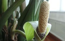 3 cây nở hoa là phúc lộc song hành, vận đỏ ghé thăm: Chúc mừng nhà nào sở hữu