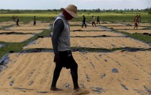 Đang sấy thì mất điện: 1.000 tấn lúa ở Cuba đối diện nguy cơ hư hỏng, chuyên gia Việt "chữa cháy" bằng vật dụng nhà nông nào cũng có