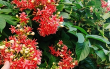 Top 10 loài hoa thơm bậc nhất thế giới, số 1 được trồng khắp Việt Nam