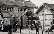 Sở thú lâu đời nhất Việt Nam bất ngờ “hẹn” khách vào 9h sáng Chủ nhật tuần này