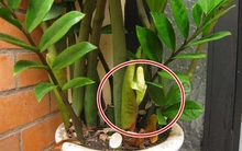 5 niềm vui, 4 nỗi lo khi trồng kim tiền trong nhà