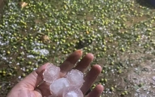 Mưa đá 'tàn phá' hàng trăm ha mận, táo ở Sơn La