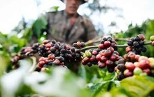 Kêu gọi doanh nghiệp chia sẻ khó khăn với nông dân trước biến động toàn cầu