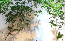 Muốn phòng khách lên level thượng lưu, tôi khuyên bạn ĐỪNG TRỒNG HOA: 8 cây xanh này mới là "thần" chiêu tài hút lộc, siêu khí chất