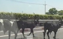 Đã rõ lý do vì sao 4 con bò đi vào được cao tốc TPHCM - Long Thành