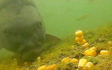 Cá chưa bao giờ lên bờ, làm sao chúng biết hạt ngô có thể ăn được?