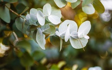 9 loại cây đuổi muỗi nên trồng ngay trong nhà vào mùa hè này