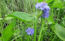 Cây rau mọc dại từng là thức ăn cho lợn, nay lên hàng "đặc sản", thậm chí giúp nông dân đổi đời