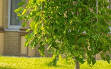 3 loại cây “hao tài tán lộc”, không nên trồng trong sân nhà