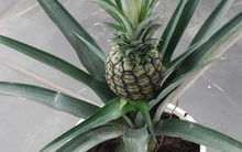 Loại quả được mệnh danh là "vua dưỡng thận" cực tốt cho sức khỏe, giá rẻ bán đầy chợ Việt, cầm từ 15.000 đồng là mua được