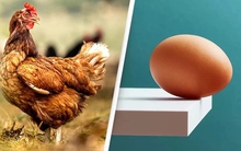Ai thắc mắc “con gà hay quả trứng có trước?” giờ đã có bằng chứng KHOA HỌC, nhưng sao đọc vẫn thấy "mông lung" quá!