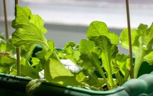 3 loại cây rất hợp với người U50: Biết trồng thì thể chất và tinh thần tốt lên trông thấy