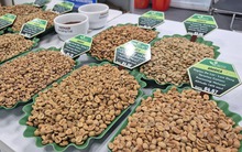 Giá cà phê hôm nay 26-3: Xuất hiện loại cà phê hơn 8 triệu đồng/kg